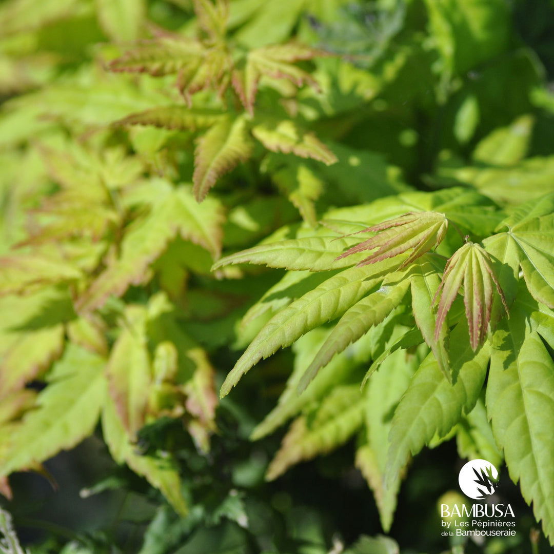Acer palmatum &