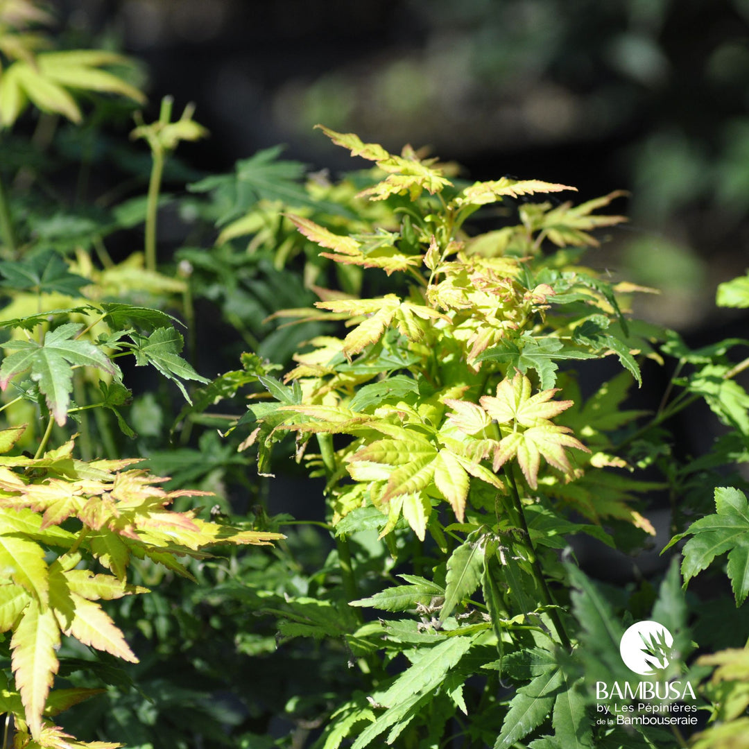 Acer palmatum &