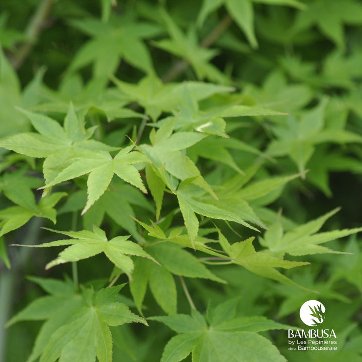 Acer palmatum &