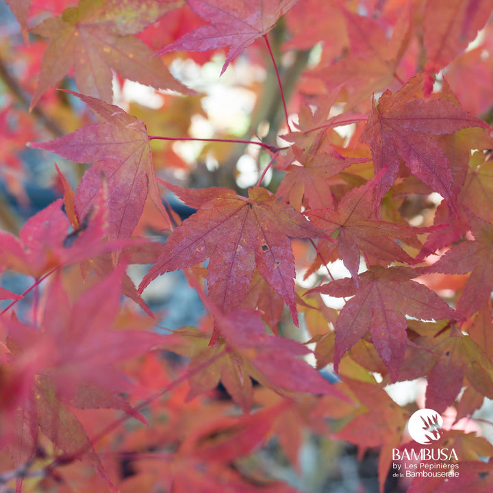 Acer palmatum &