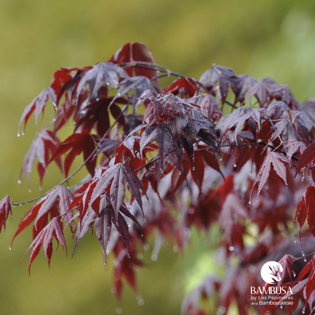 Acer palmatum &