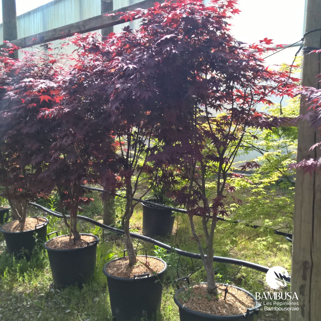 Acer palmatum &