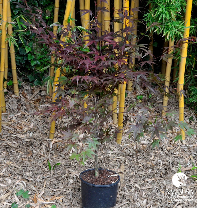 Acer palmatum &