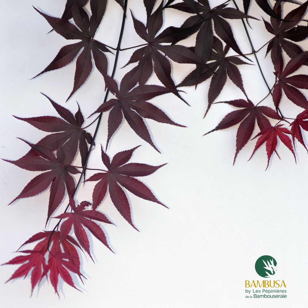 Acer palmatum &