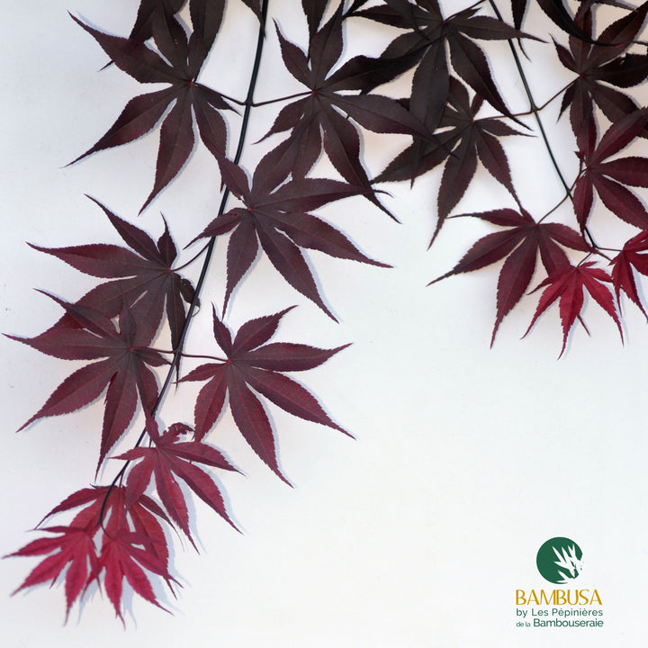 Acer palmatum &
