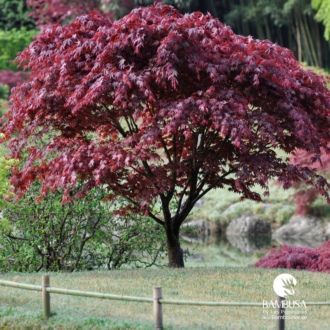 Acer palmatum 'Bloodgood' | Érable du Japon 'Bloodgood'