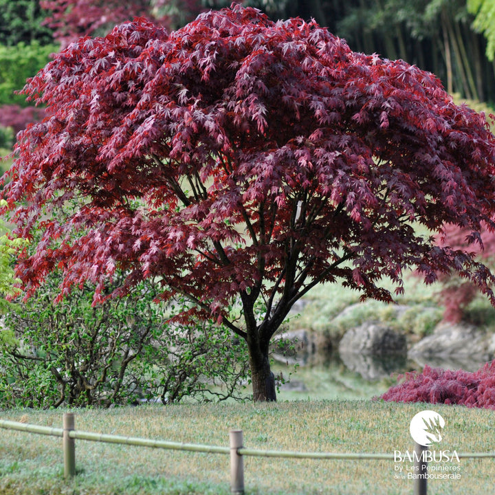 Acer palmatum &