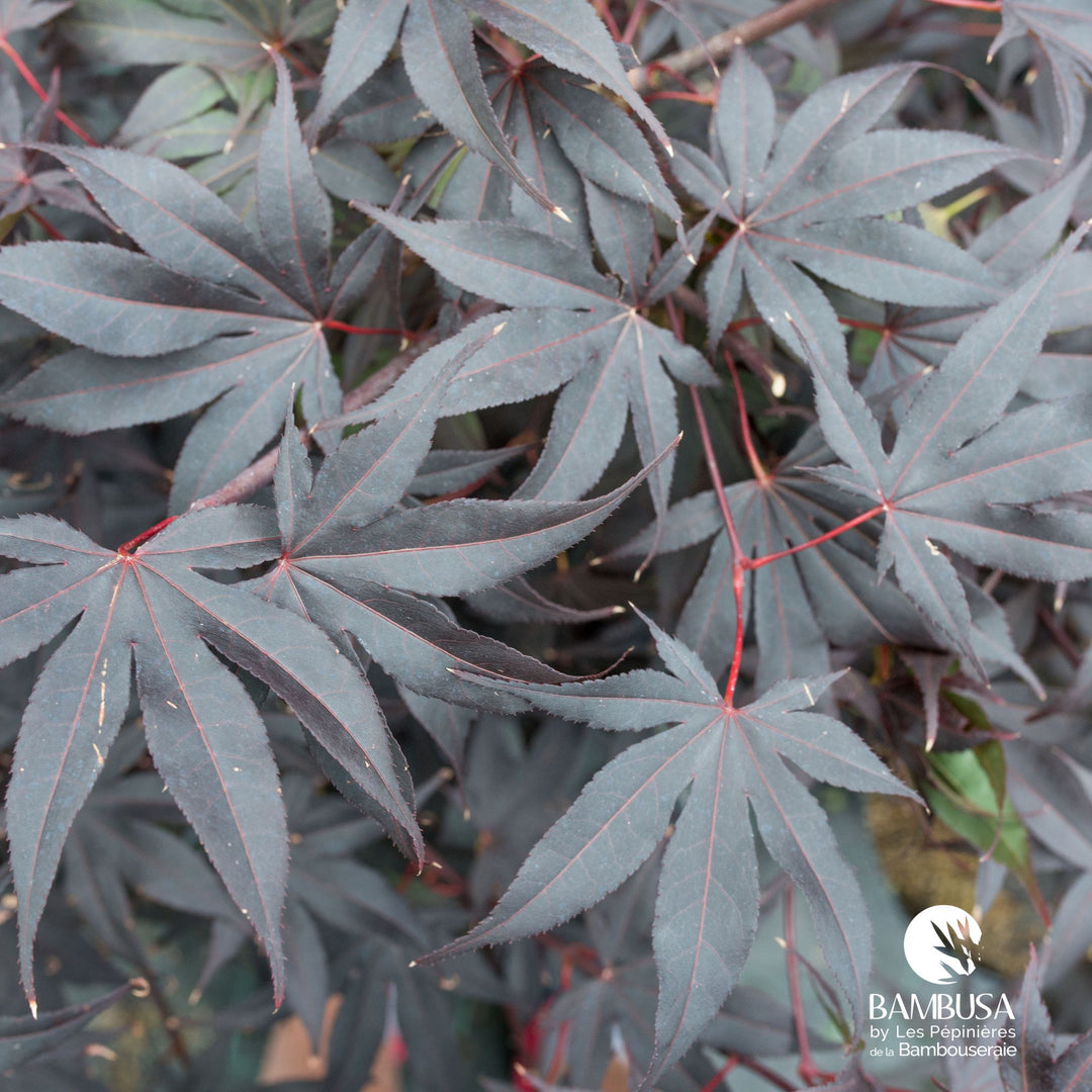Acer palmatum &