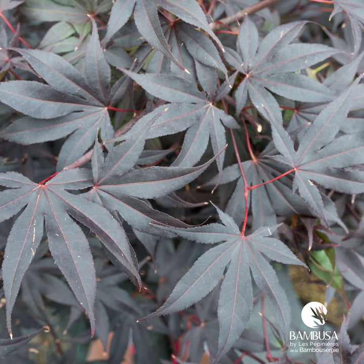 Acer palmatum &