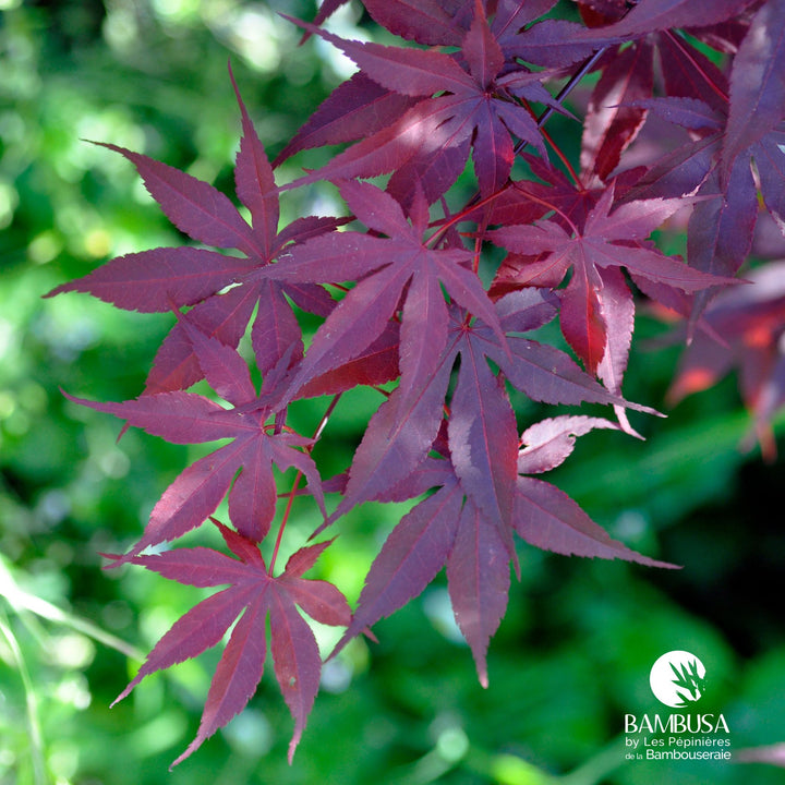 Acer palmatum &