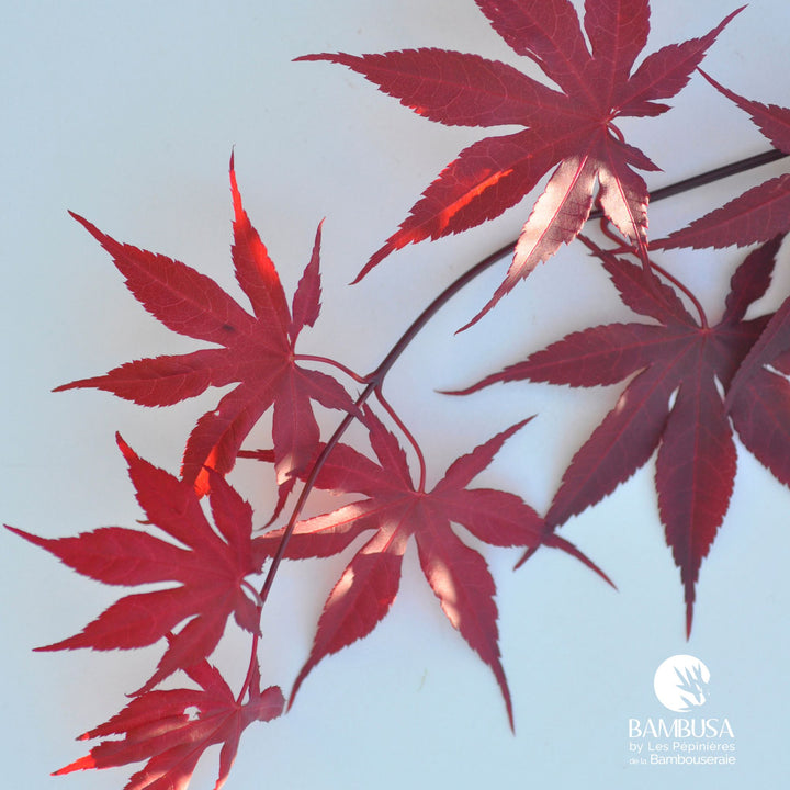 Acer palmatum &