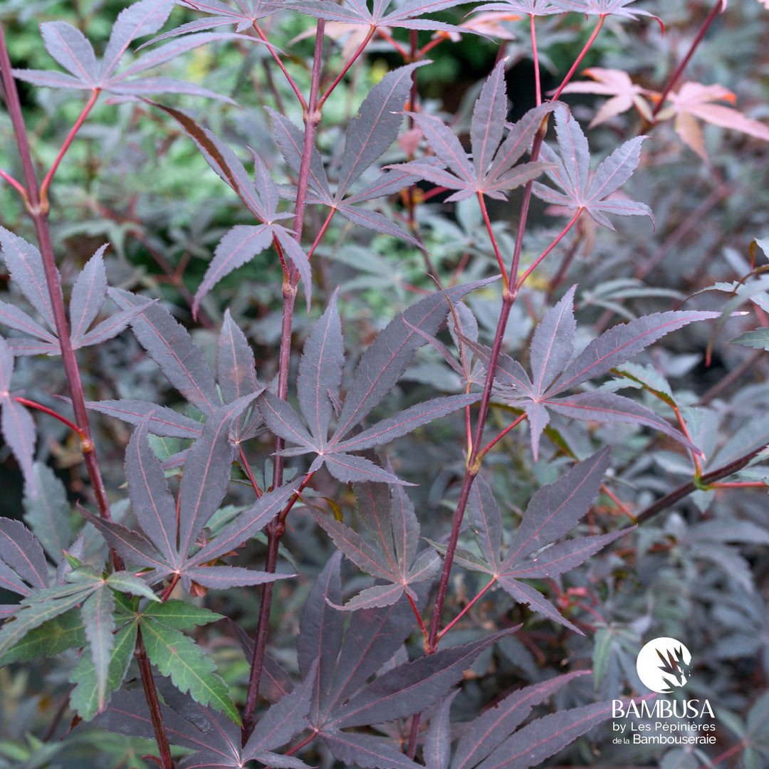 Acer palmatum &
