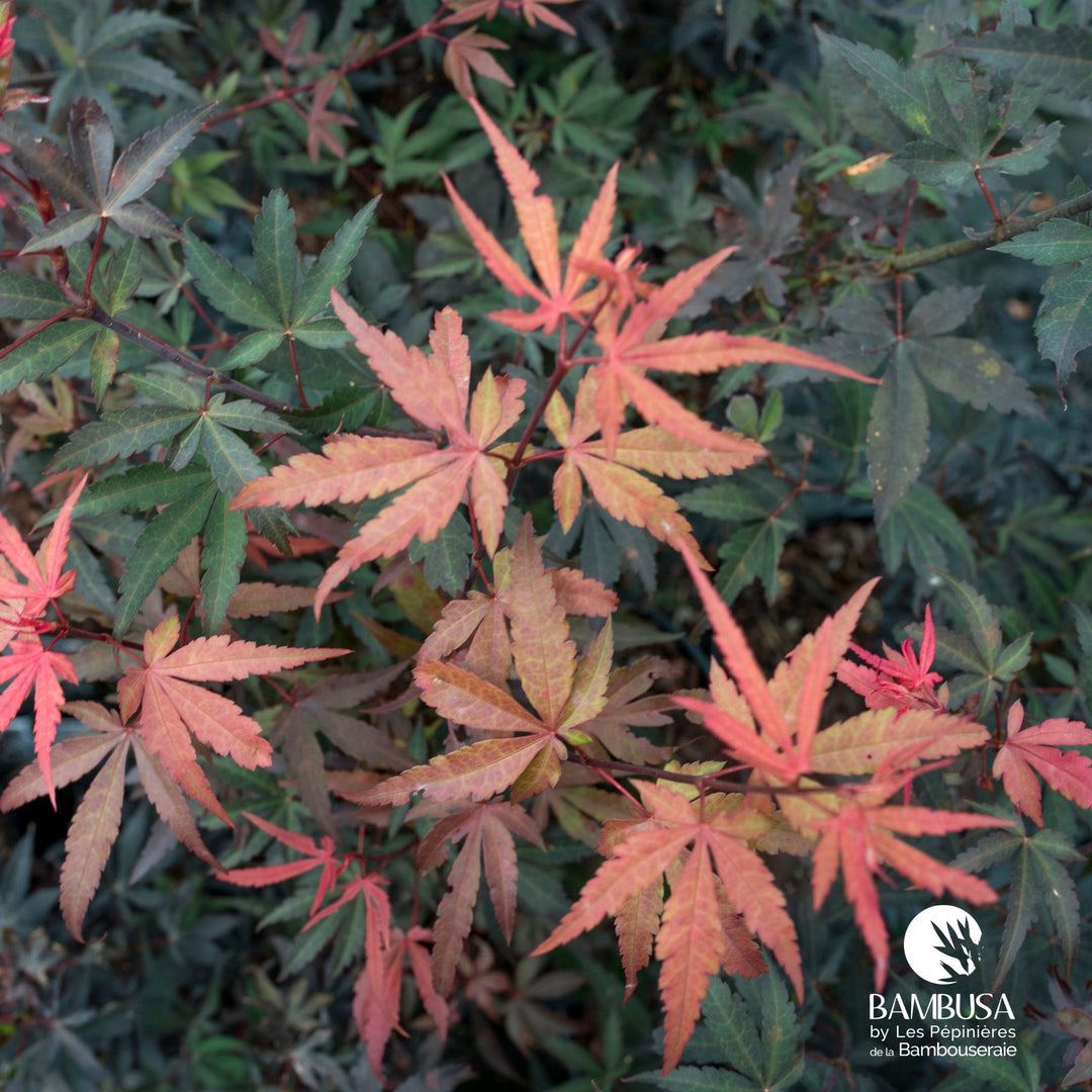 Acer palmatum &