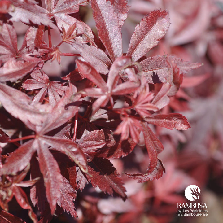 Acer palmatum &