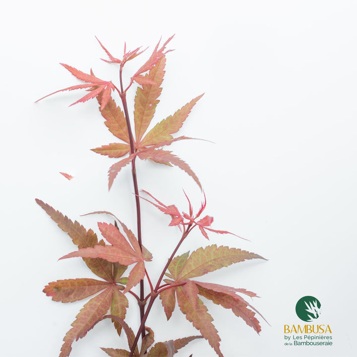 Acer palmatum &