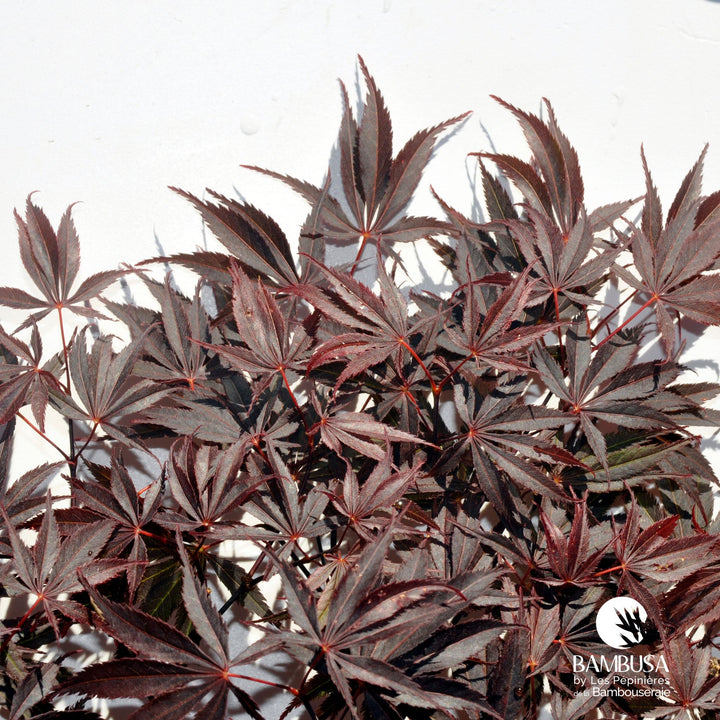 Acer palmatum &