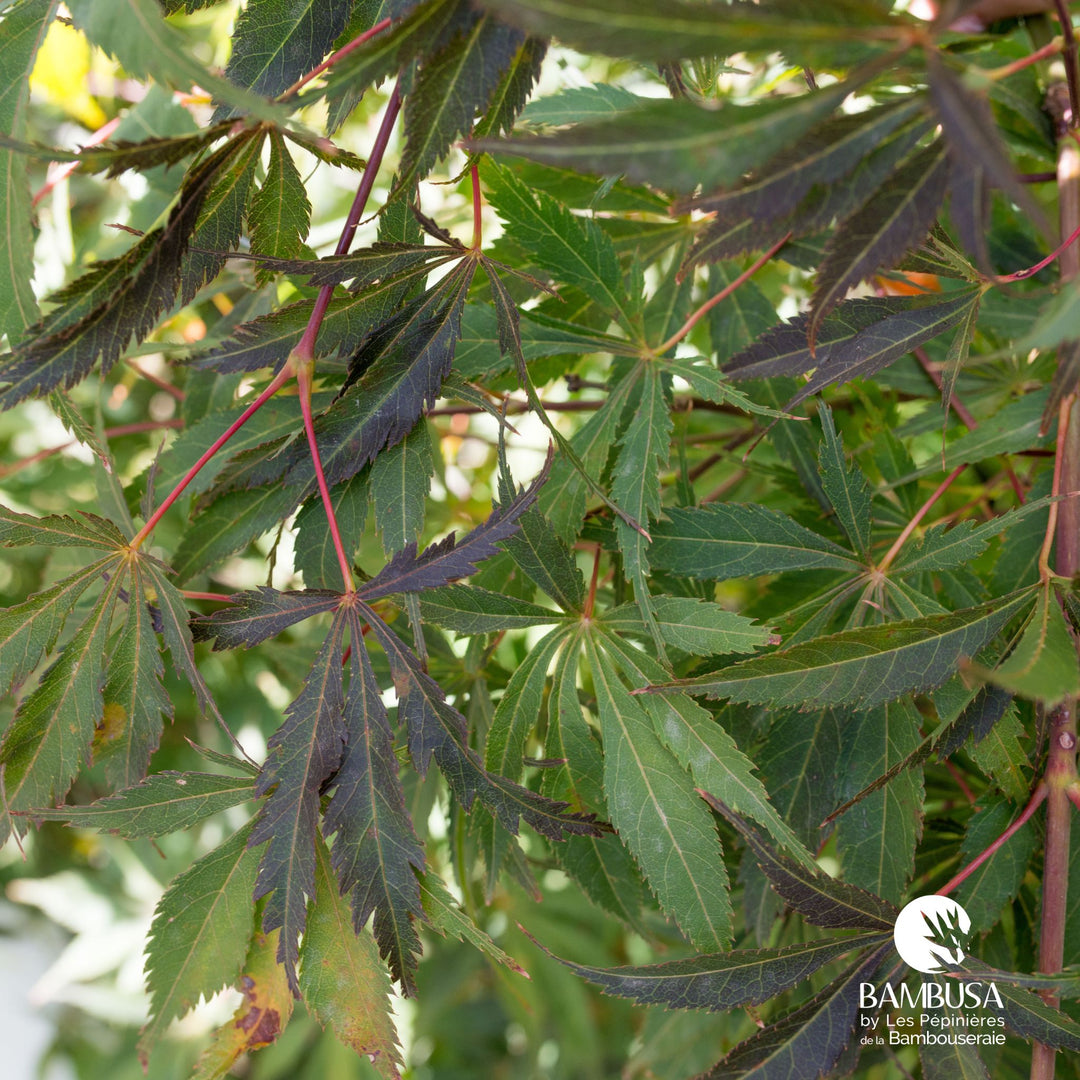 Acer palmatum &