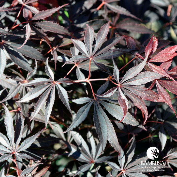 Acer palmatum &