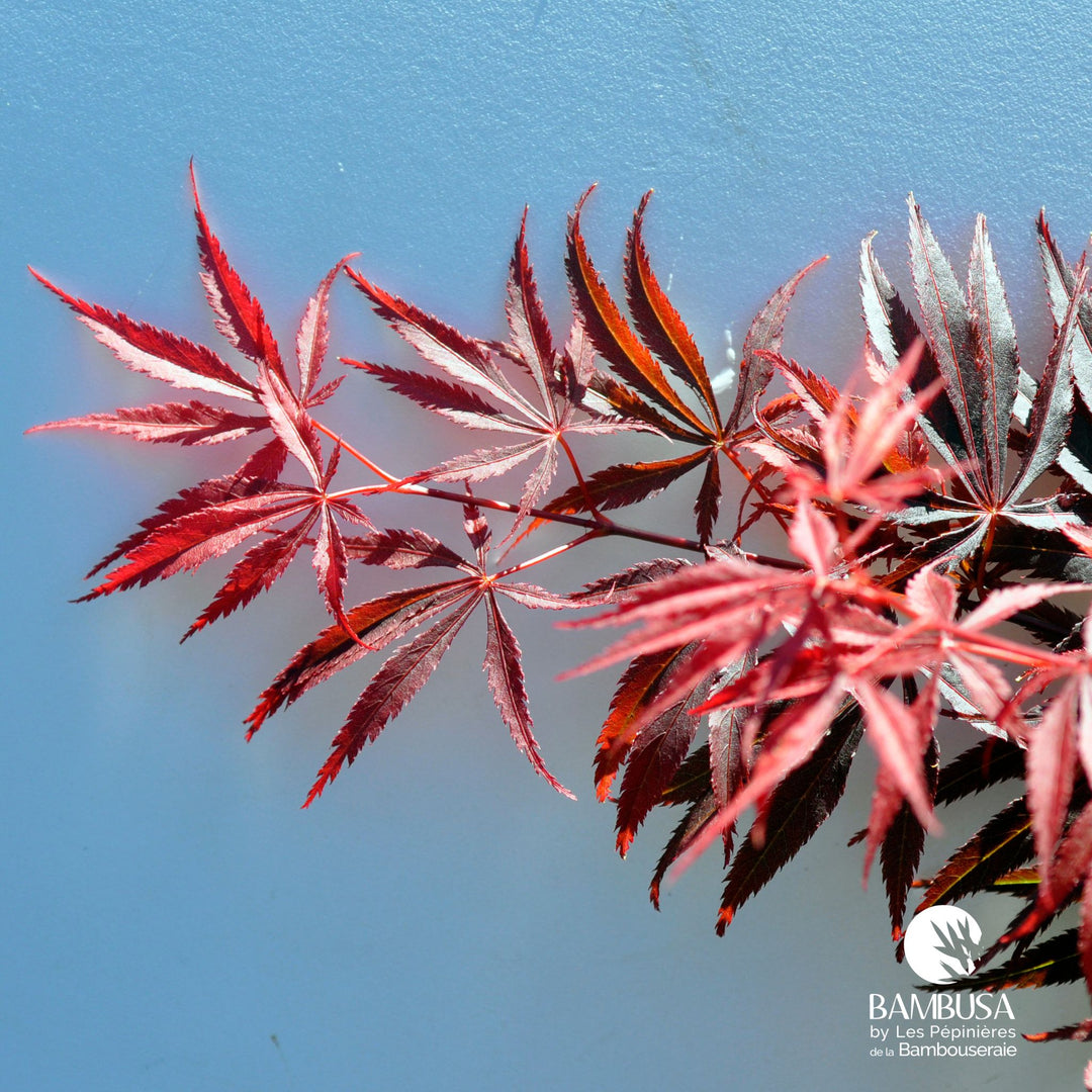 Acer palmatum &
