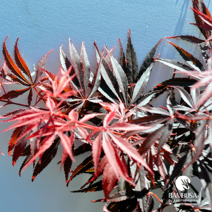 Acer palmatum &