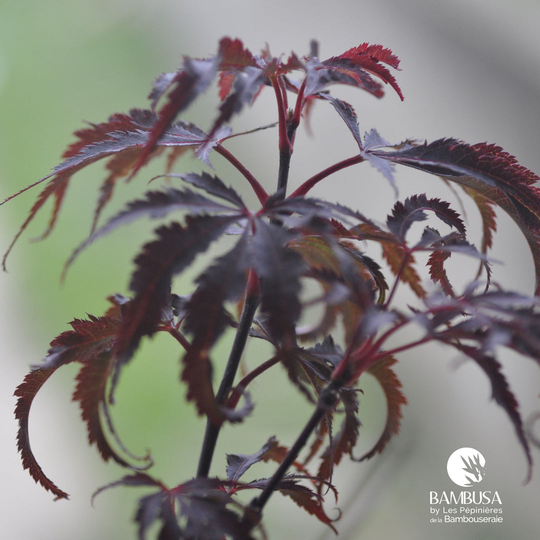 Acer palmatum &
