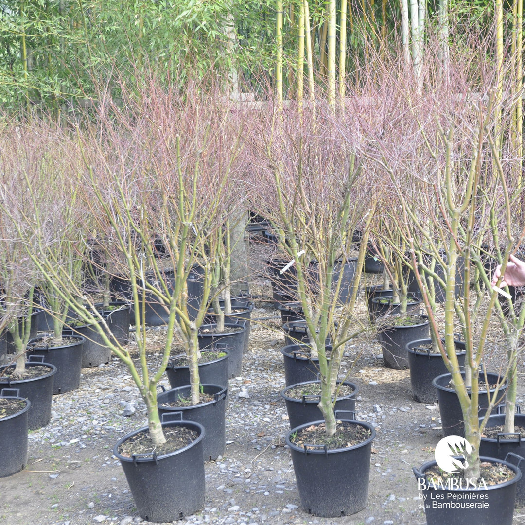 Acer palmatum &