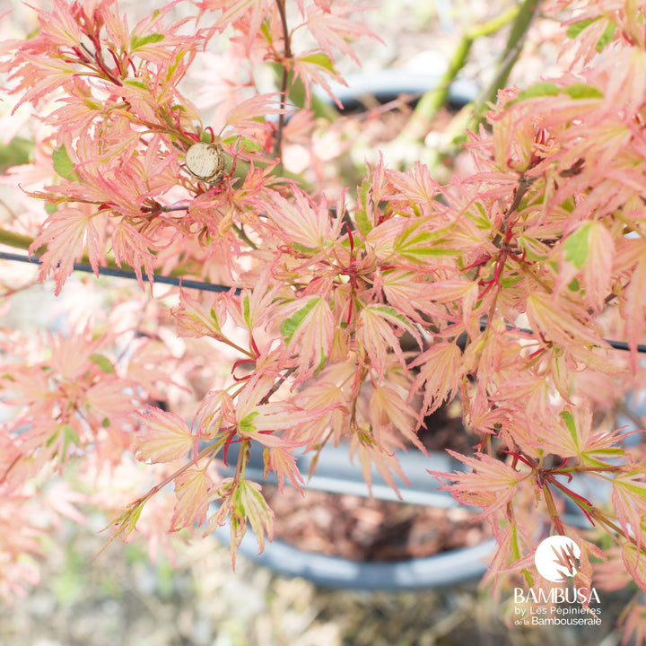 Acer palmatum &