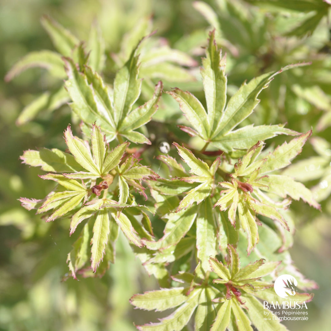 Acer palmatum &