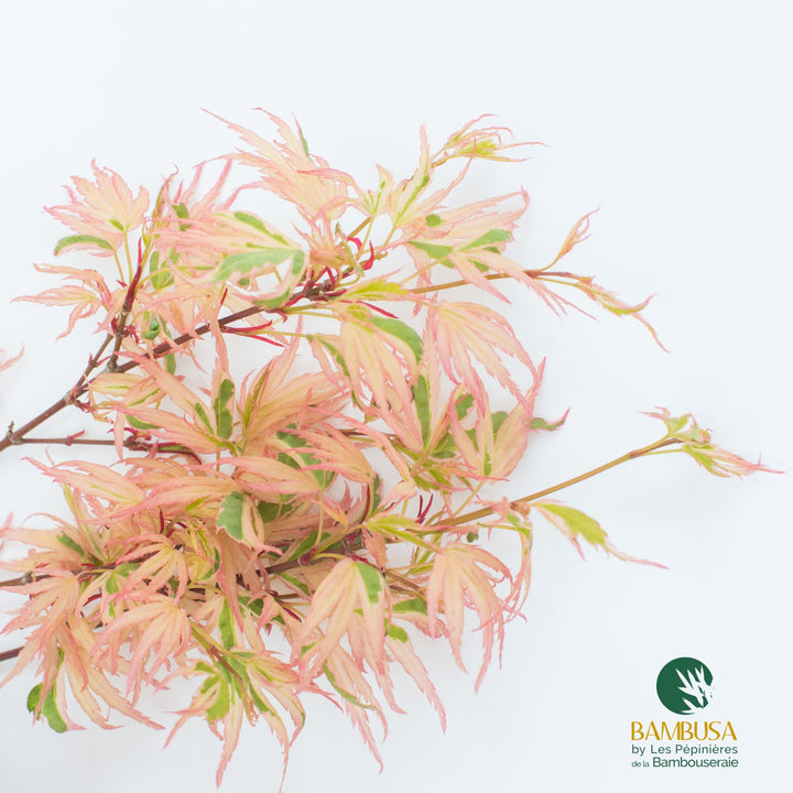 Acer palmatum &