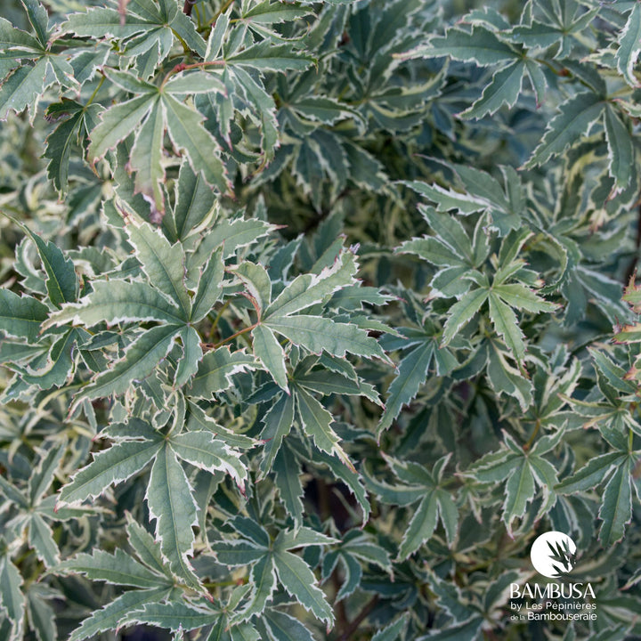 Acer palmatum &
