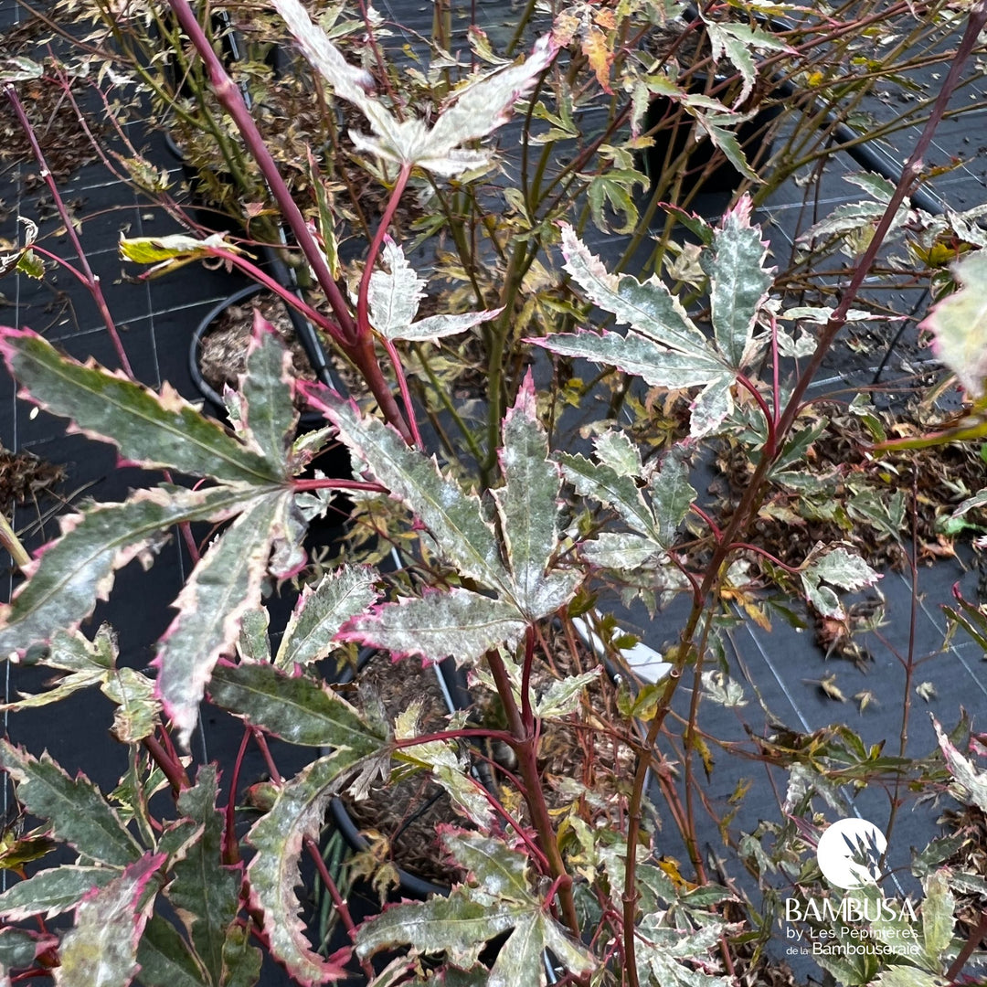 Acer palmatum &