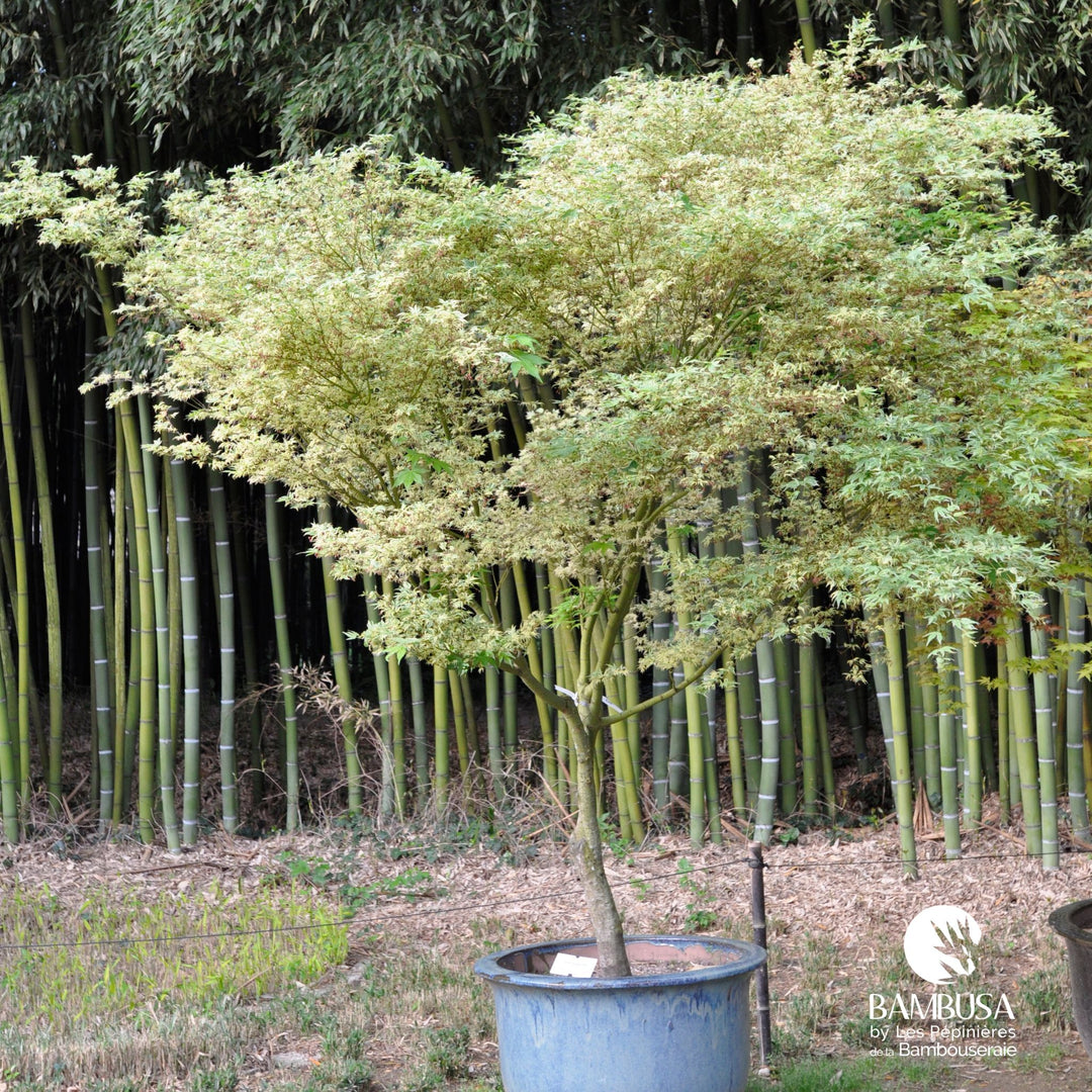Érable du Japon &