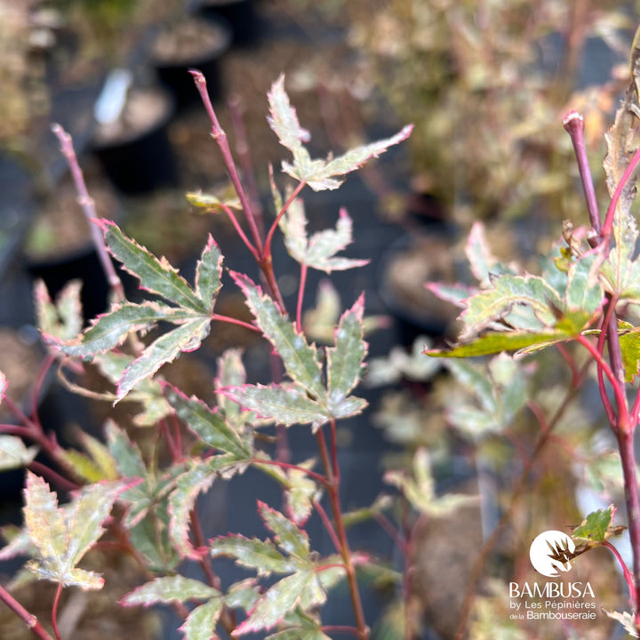 Acer palmatum &