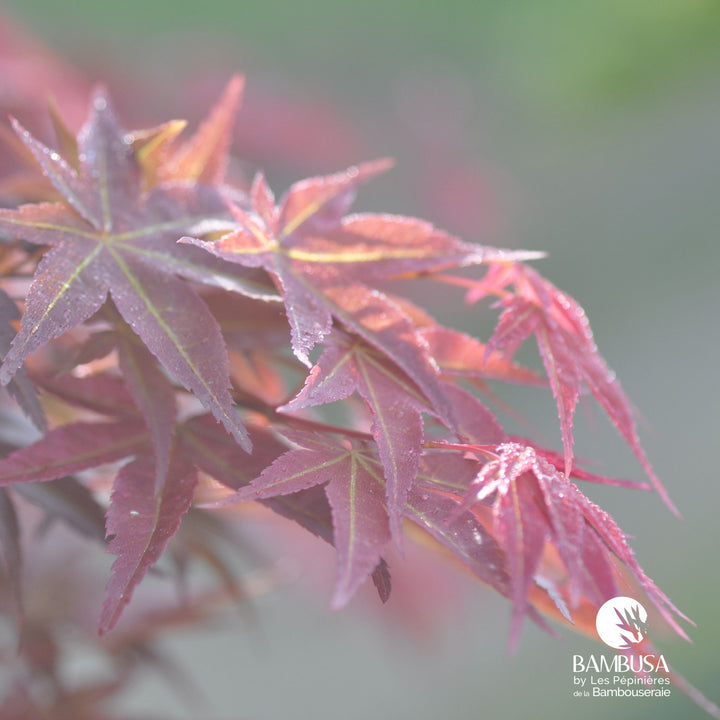 Acer palmatum &