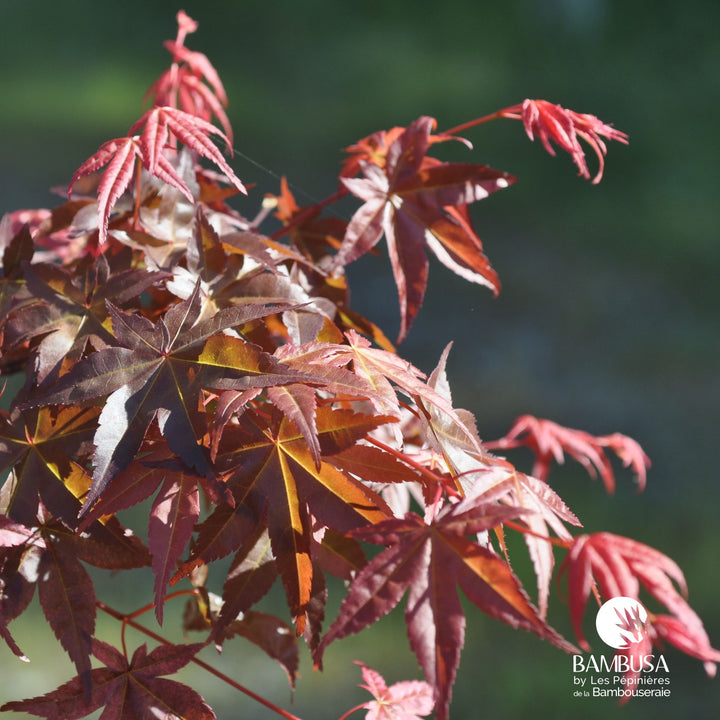 Acer palmatum &