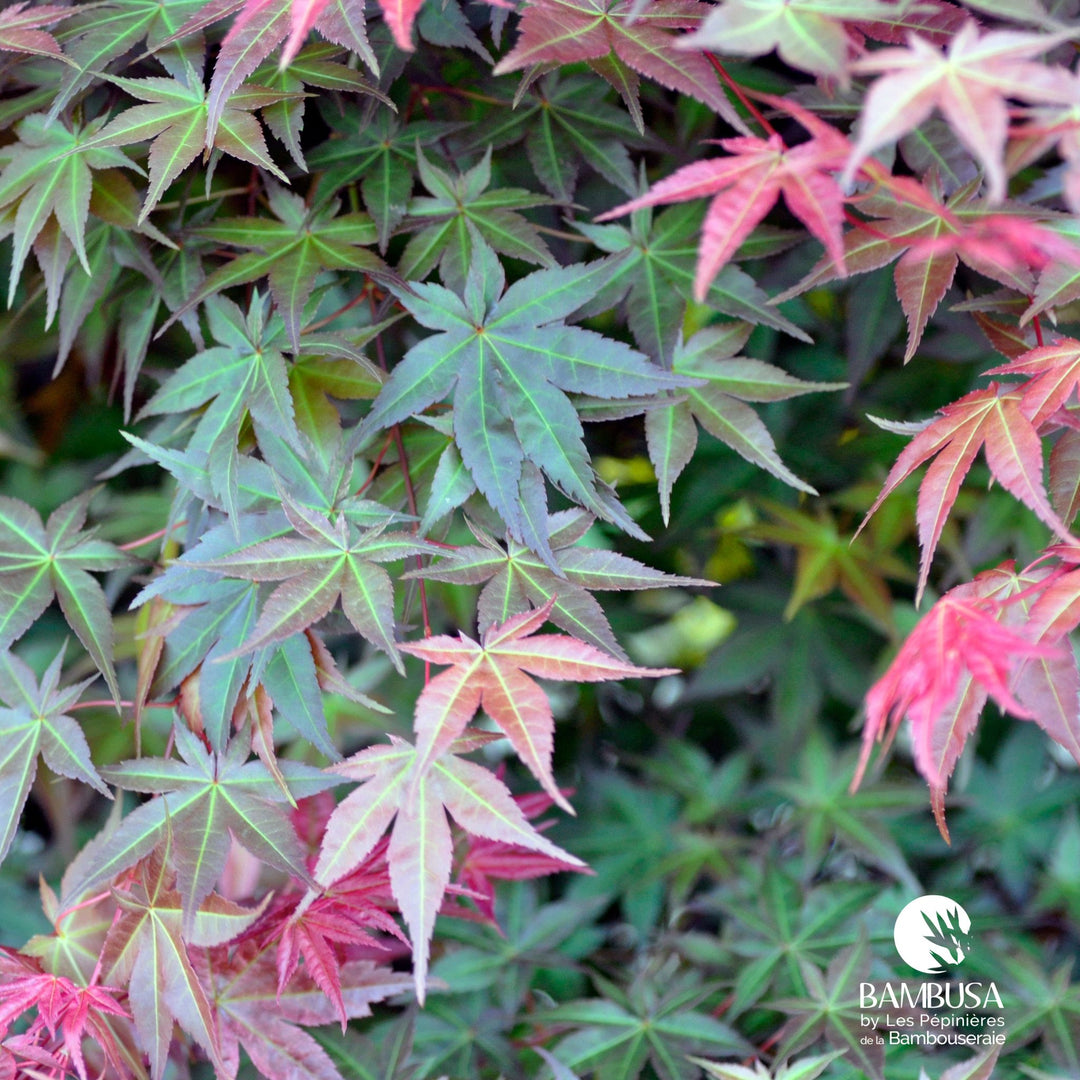 Acer palmatum 'Deshojo' | Érable du Japon 'Deshojo'