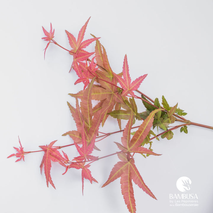 Acer palmatum &