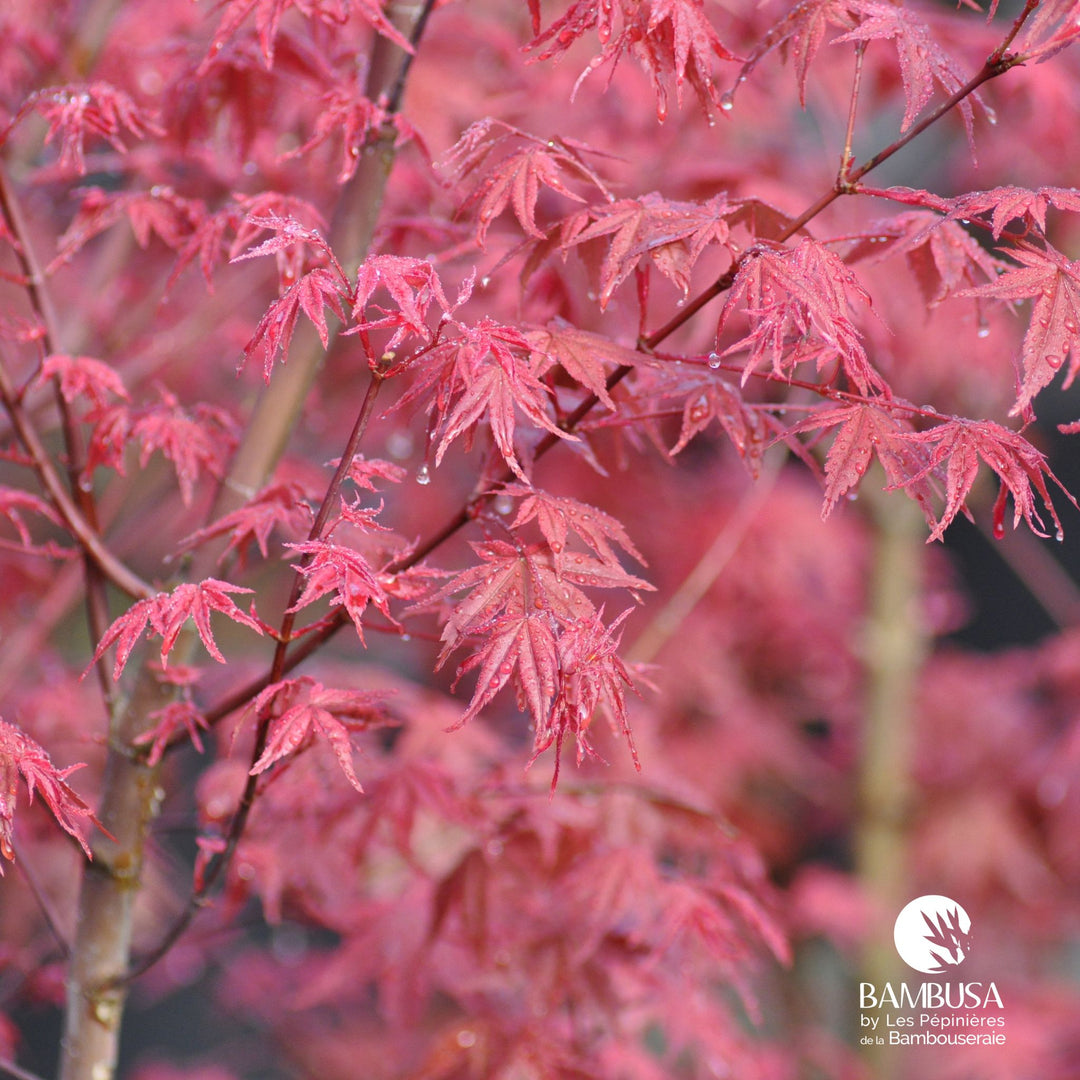 Acer palmatum &