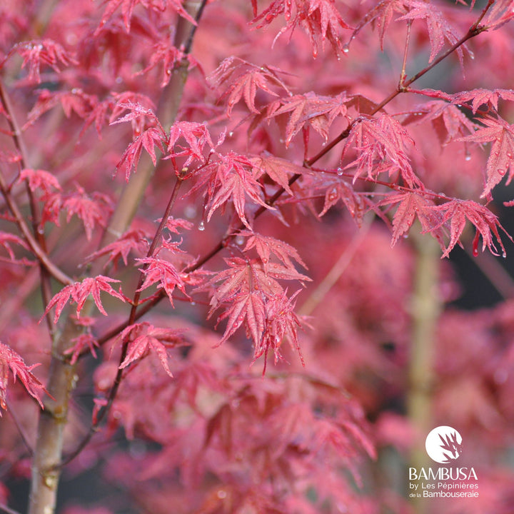 Acer palmatum &
