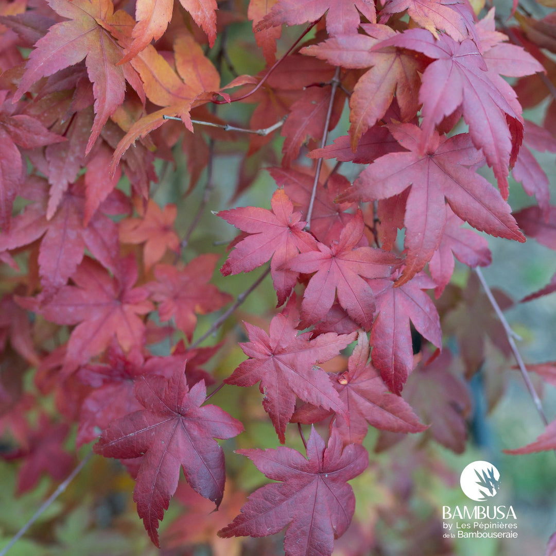 Acer palmatum &