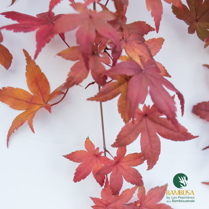 Acer palmatum &