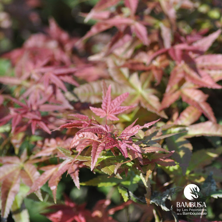 Acer palmatum &
