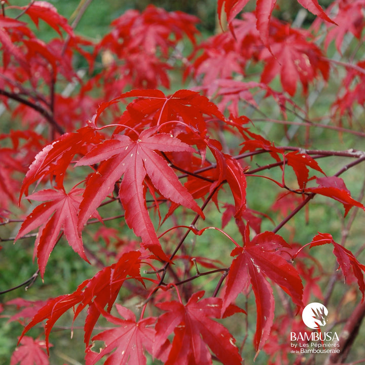 Acer palmatum &