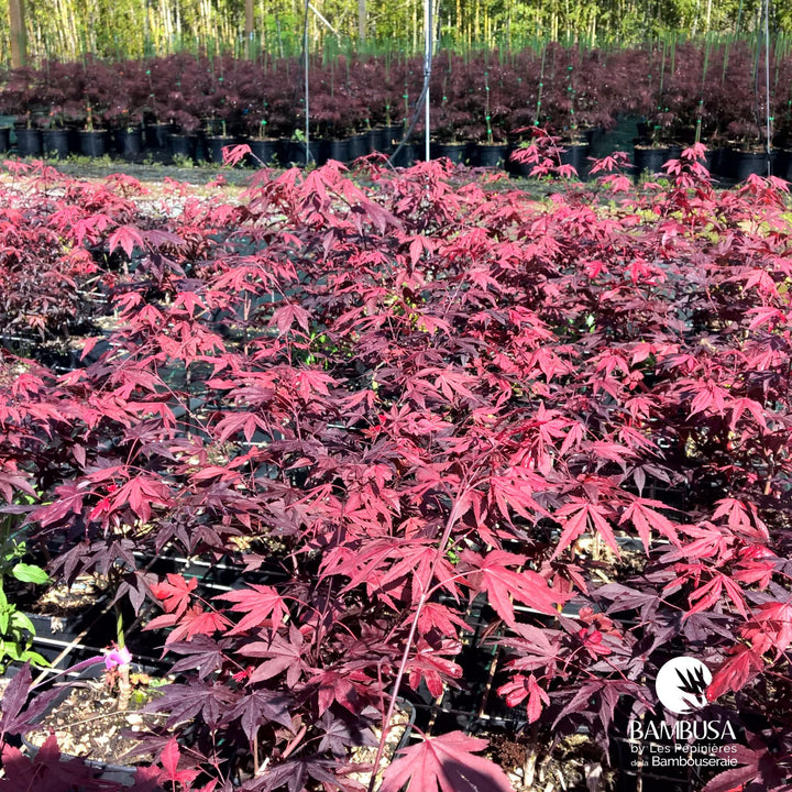 Acer palmatum &