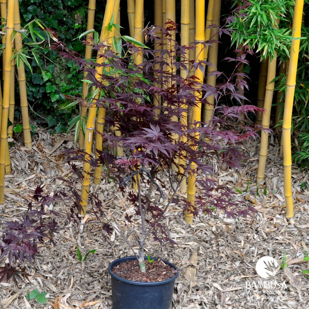 Acer palmatum &