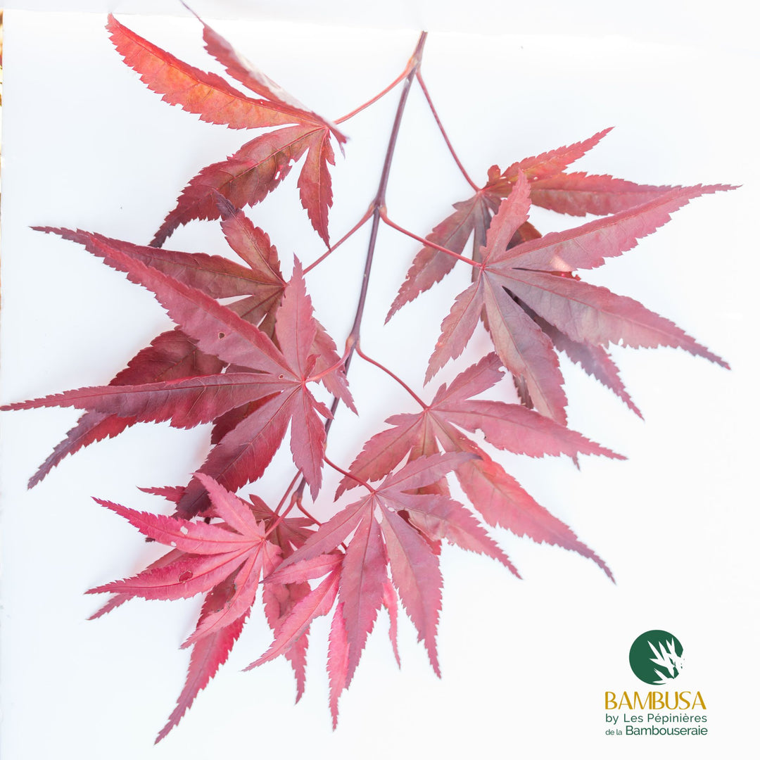 Acer palmatum &
