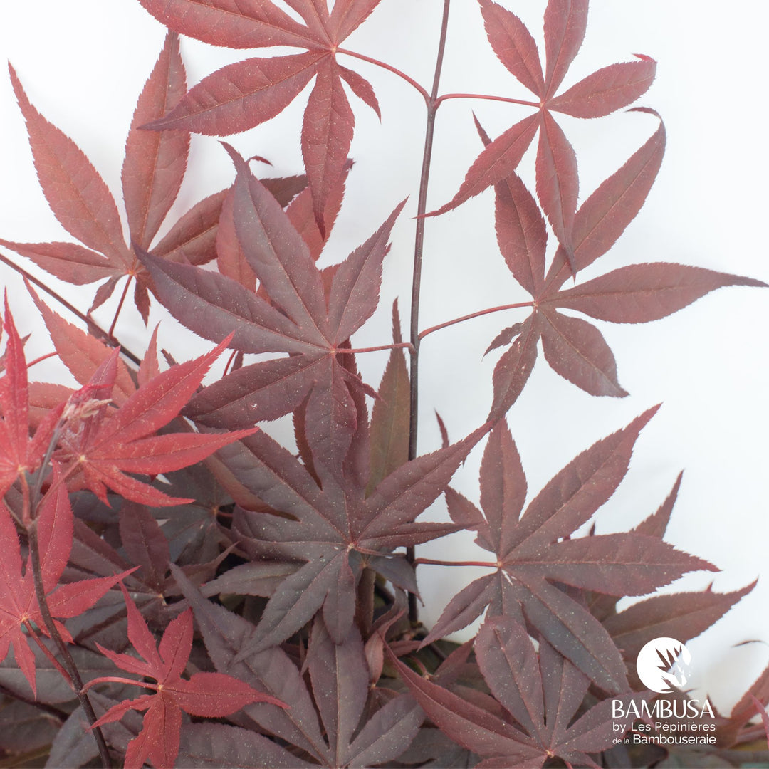 Acer palmatum &
