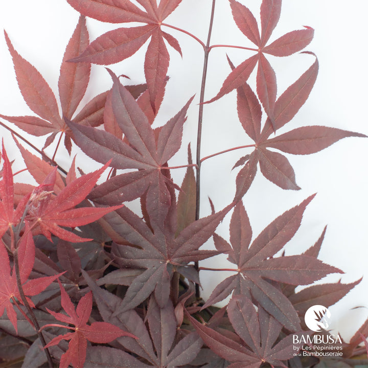 Acer palmatum &