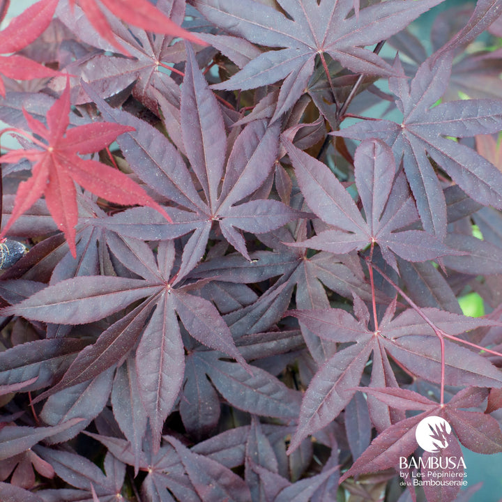 Acer palmatum &