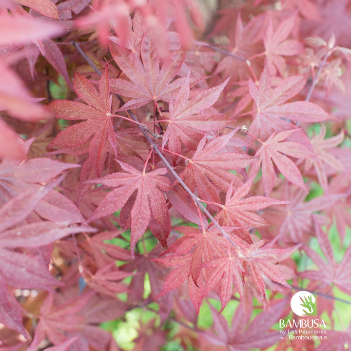 Acer palmatum &